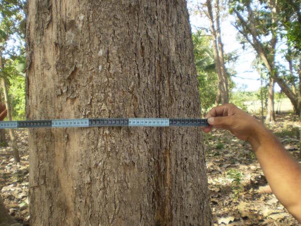 Fine old teak wood