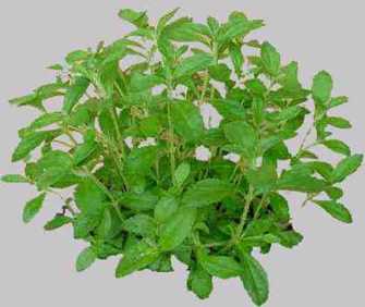 Stevia