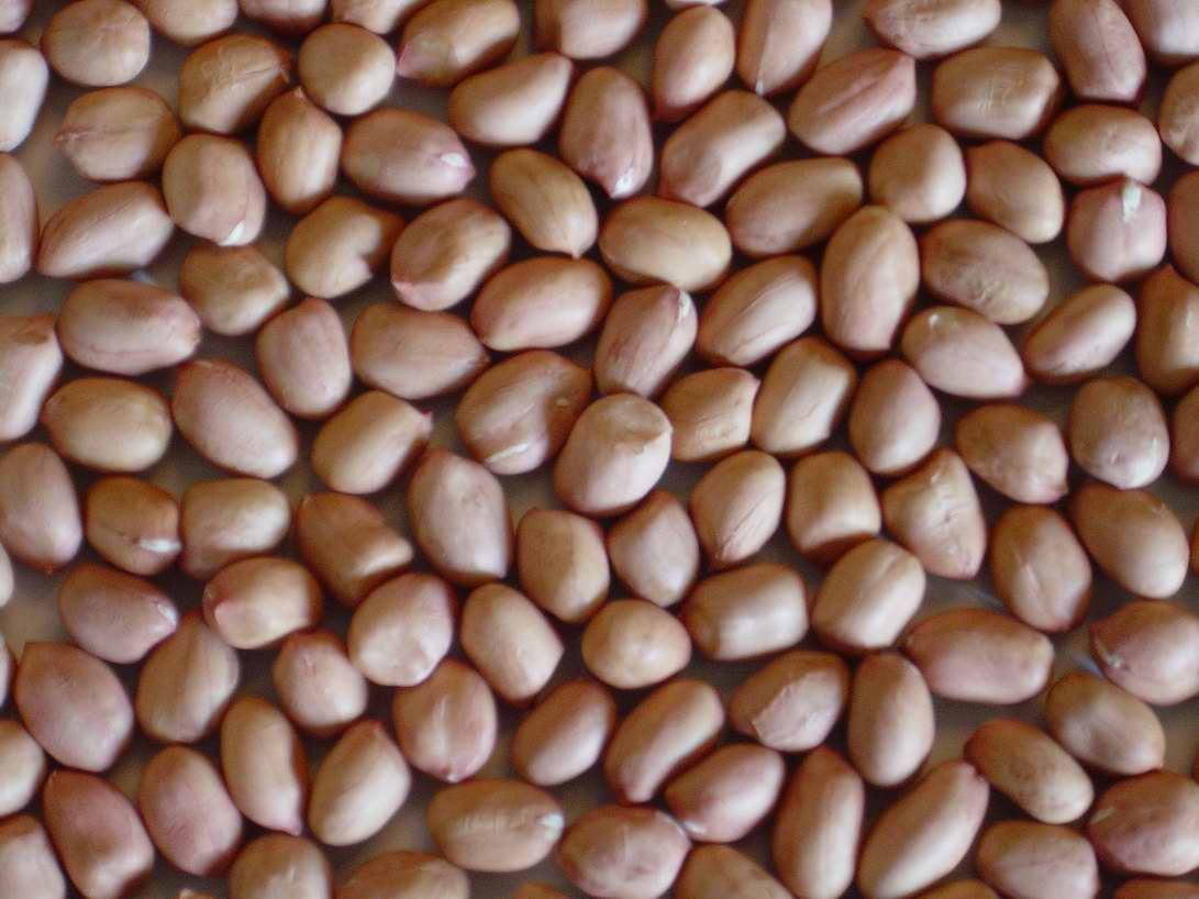 Sell Groundnut kernels HSUJI 35/40 for Alger
