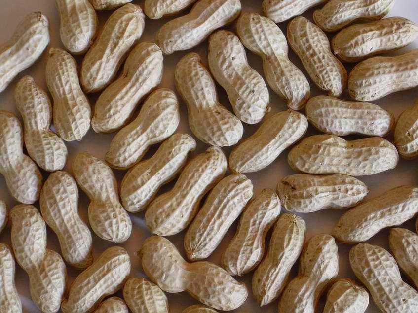 Chinese Groundnut Inshell Shandong Origin