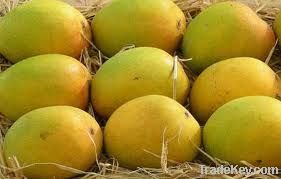 Alphonso mango