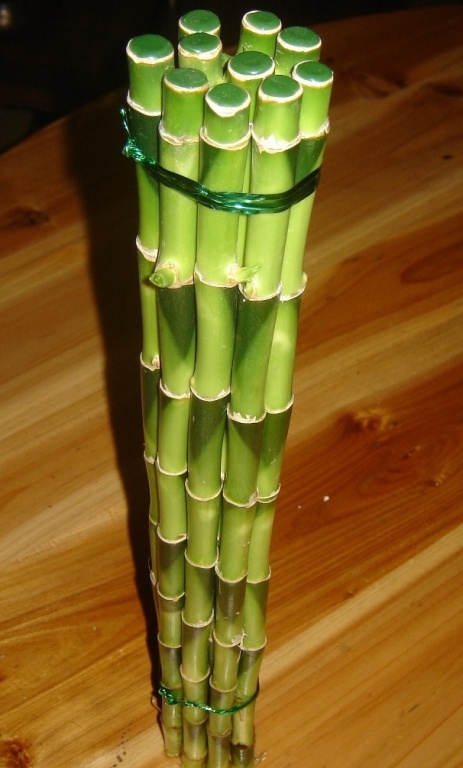 straight lucky bamboo