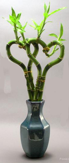 Heart Shape lucky bamboo