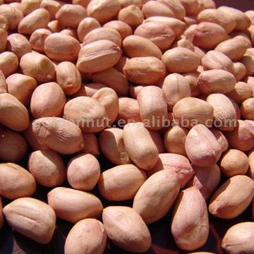 Peanut Kernels (Round type)