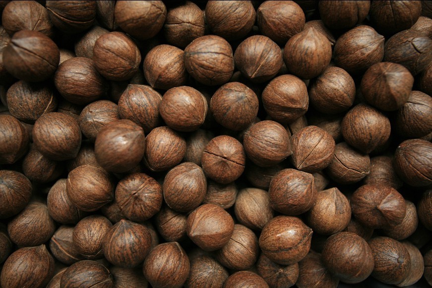 Chinese Walnut