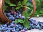 Bilberry(blueberry) Extract