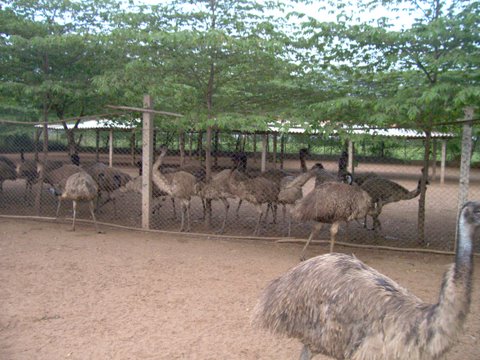Emu Breeders