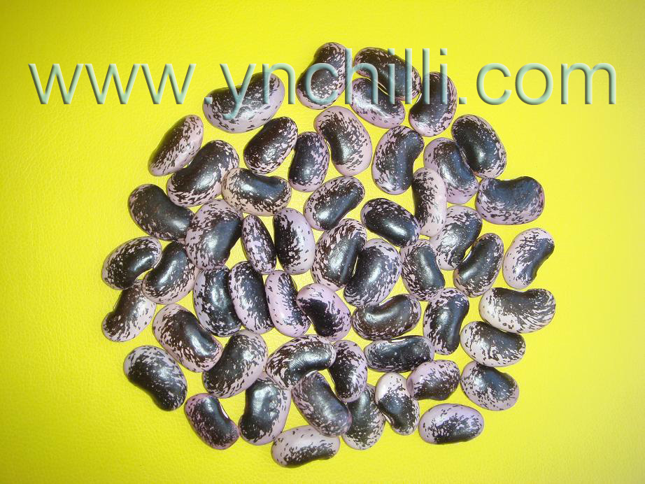 china kidney bean(black)