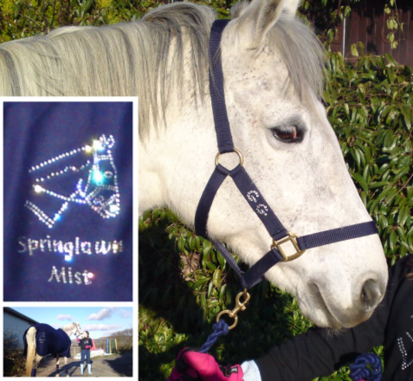 Exclusive GG Bling Horse and Pony Show & Travel Kit