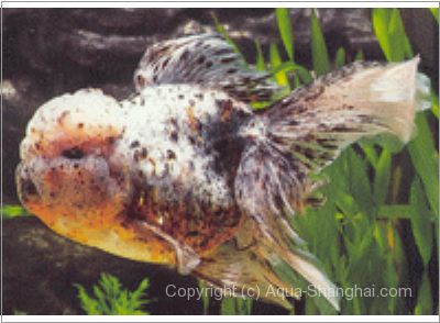 Sell Goldfish Oranda