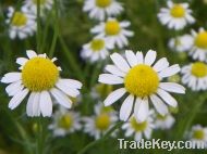 Chamomile