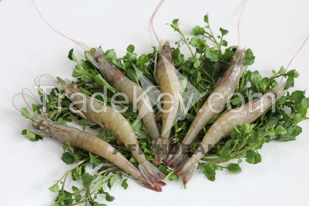 Vannamei Shrimp