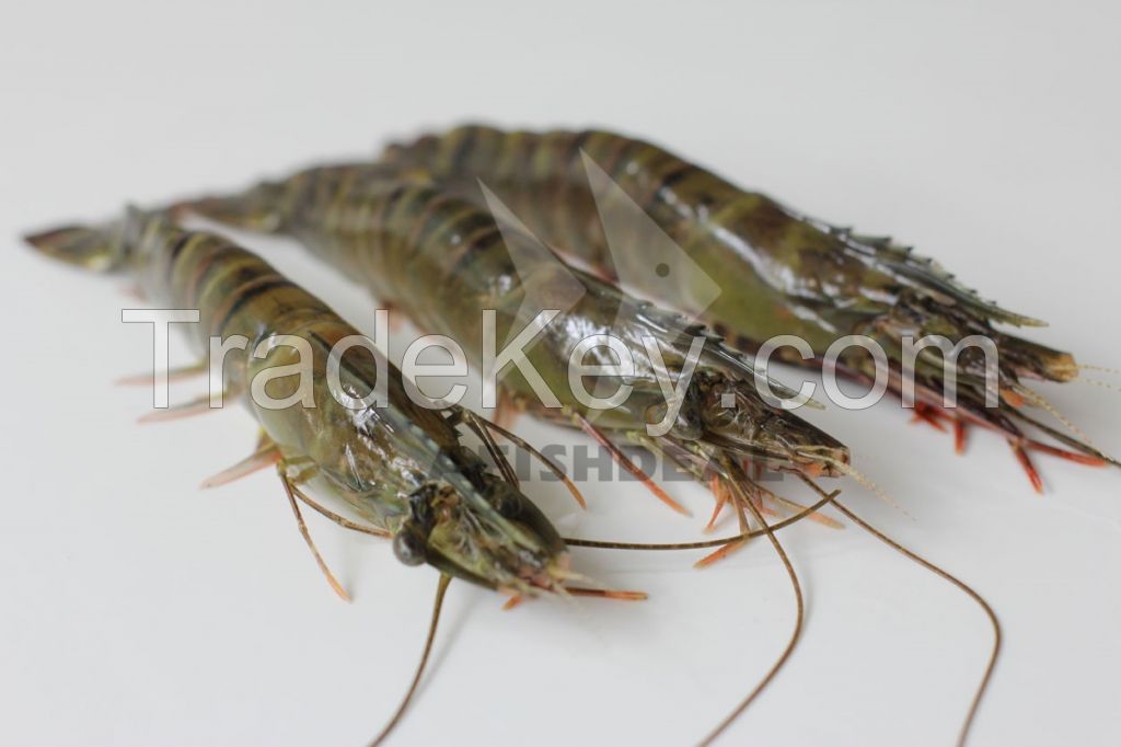 Black Tiger Shrimp