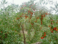 Barbury Wolfberry Fruit *****