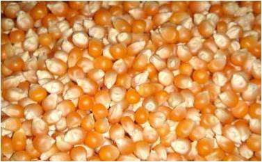  Maize | Maize Exporter | Corn Grain Seller | Maize Buyer | Bulk Maize Grain Importer | Corn bean Buyer | Corn bean Wholesaler | Corn Grain Manufacturer | Best Quality Corn Grain | Cheap Maize Supplier | Low Price Corn | Yellow Corn | White Cron | Baby Ma