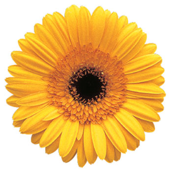 Gerbera,Ornamental Plants