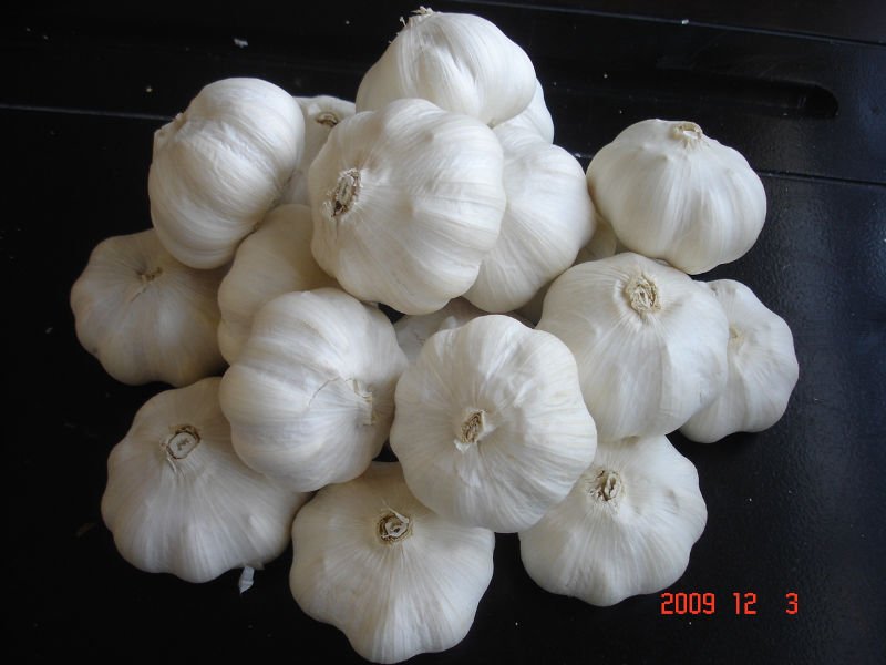 pure white garlic