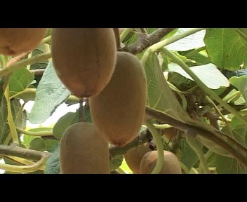 fresh kiwi fruit