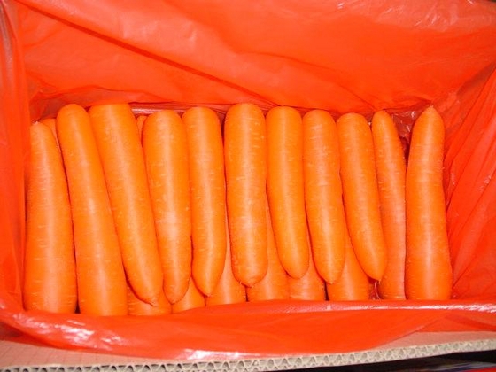 Fresh Carrot