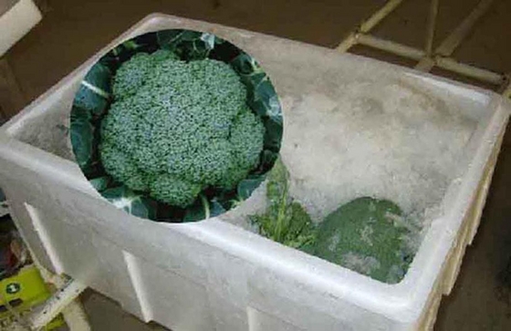 Fresh Broccoli