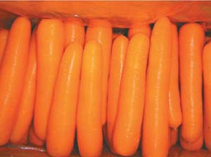 Carrot