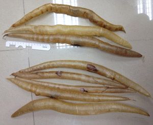 Eel Fishmaw