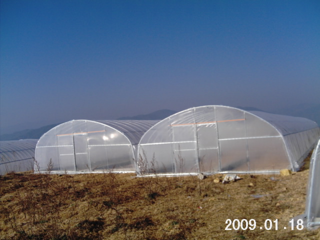 Economical Plastic Tunnel Greenhouse