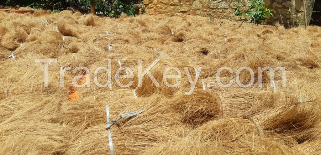 Coir Bristle Fiber