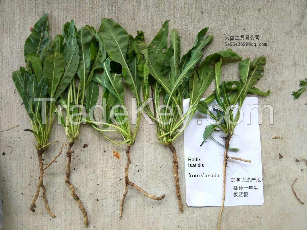 Isatidis,Astragalus,Scutellariae,Licorice root