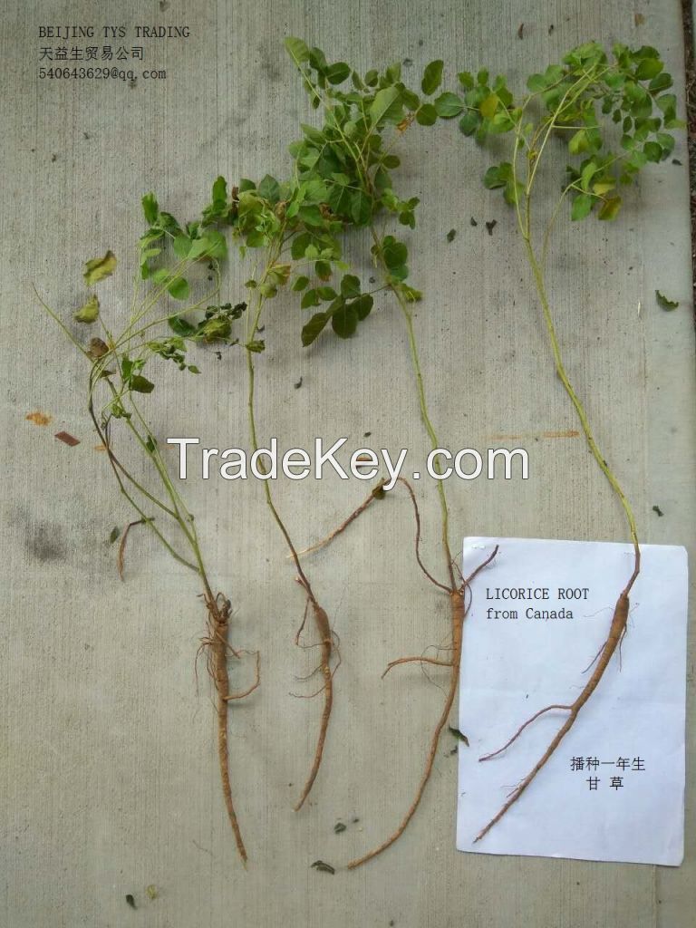 Isatidis,Astragalus,Scutellariae,Licorice root