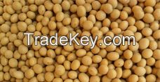 Soybean