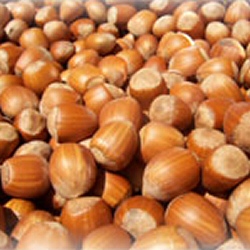 Hazelnut