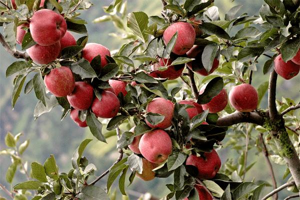 Apples / Organic Apples