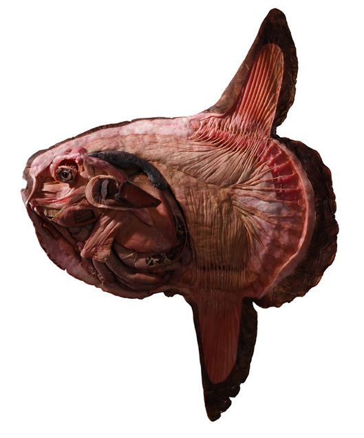 Plastinated visceral specimen of Sunfish