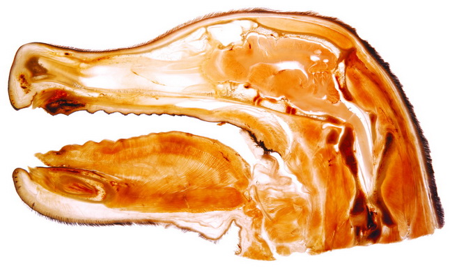 The sagittal slice of dog's head
