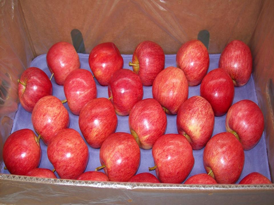 Chilean Apples