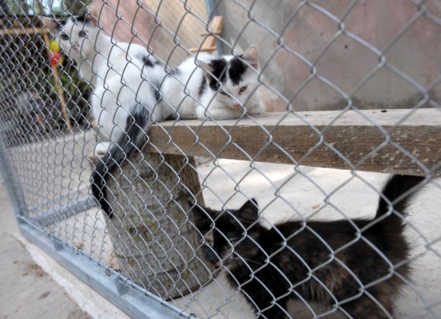 Chain link fence