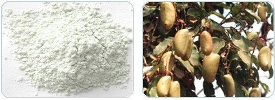 Griffonia Seed Extract 