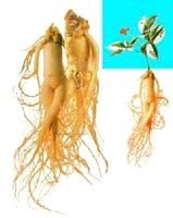 Ginseng Root Extract(panax)