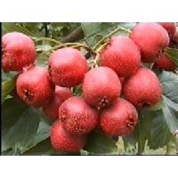 Hawthorn Berry  Extract 