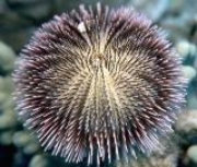 Green Sea Urchin (Latin Name: Strongylocentrotus Droebachiensis)