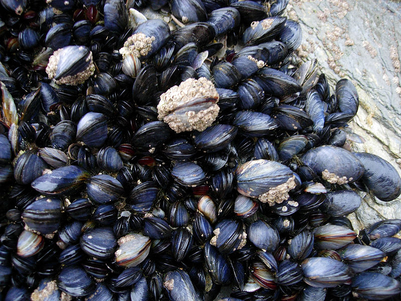 Horse Mussel Scallop