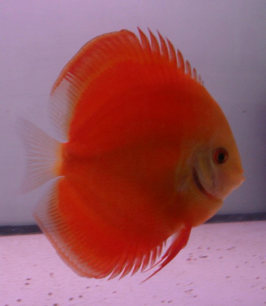 Discus Fish for sale