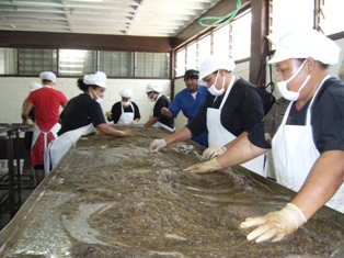 Limu Tanga'u (cladosiphon;mozuku) Seaweed