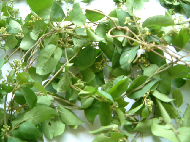 Gymnema Sylvestris dried leaves