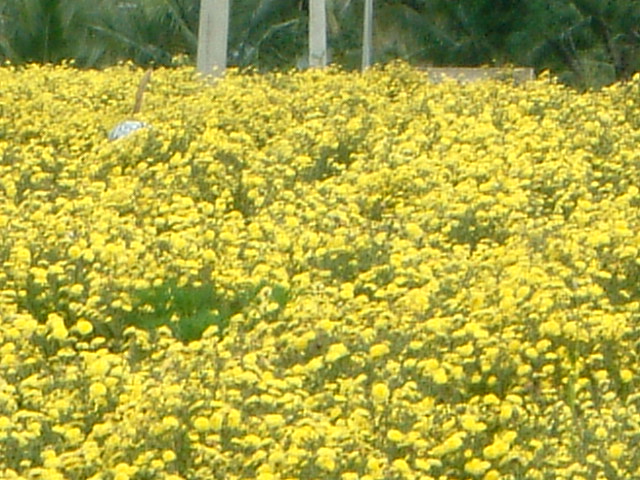 Potato,Chrysanthemum,Tamrind