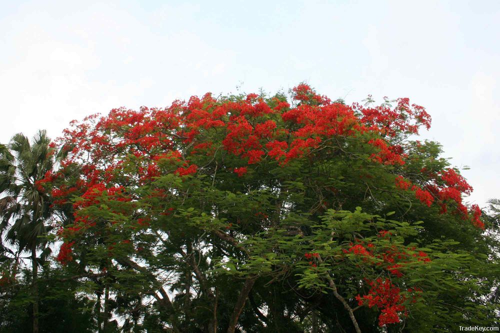 landscape tree_Delonix regia (Royal Poinciana, Flamboyant, Flame tree)