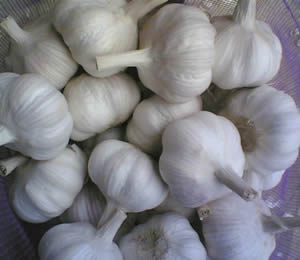 garlic, fresh garlic, Chinese garlic