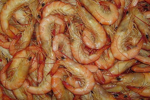 Prawns