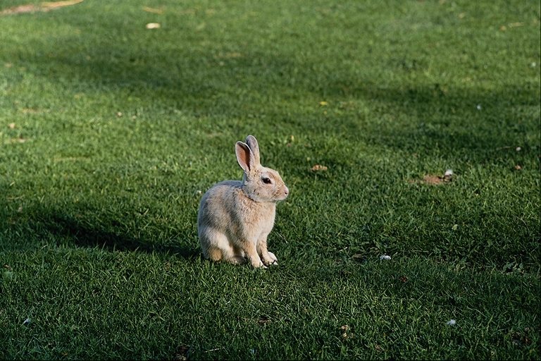 Rabbit Meat